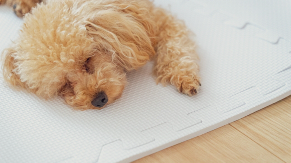 ペットホテル（東京都）