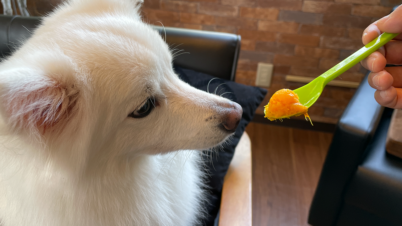 ドッグカフェ（東京都）