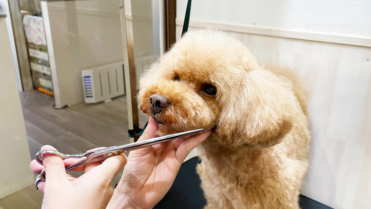 ペットトリミング（東京都）